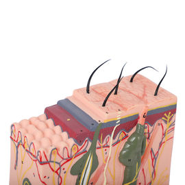 PVC Permanent Makeup Stereo Skin Model For Skin Management School